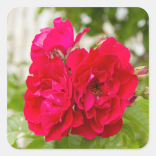 Sticker Carré Grandes roses rouges dans le jardin