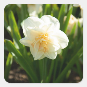 Sticker Carré Grands jonquilles blancs par un jour de printemps