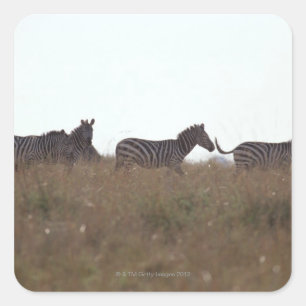Sticker Carré Grant Zebra 7