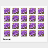Sticker Carré Grappe de Crocus pourpres Floral de printemps (Feuille)