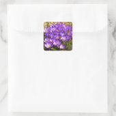 Sticker Carré Grappe de Crocus pourpres Floral de printemps (Sac)