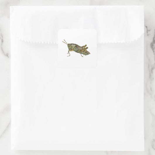 Sticker Carré Grasshopper vert (Sac)