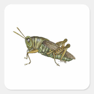 Sticker Carré Grasshopper vert