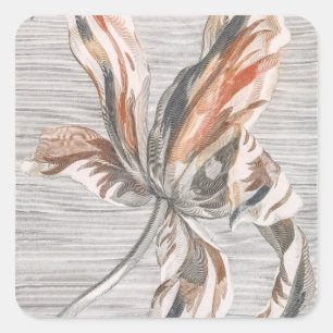 Sticker Carré Gravure de fleur antique de tulipe rayée élégante