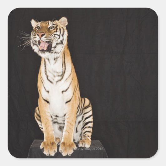 Sticker Carré Gravure de tigre (Devant)