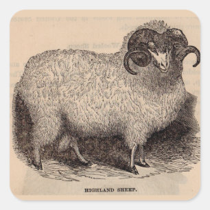 Sticker Carré Gravure du 19e siècle Mouton des Highlands