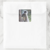 Sticker Carré Gray ou commun ou Hanuman langur (Sac)