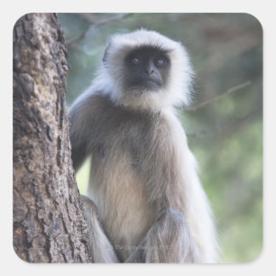 Sticker Carré Gray ou commun ou Hanuman langur