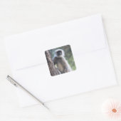 Sticker Carré Gray ou commun ou Hanuman langur (Enveloppe)