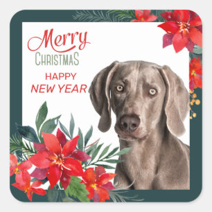 Sticker Carré Gray Weimaraner Poinsettia Bouquet Noël