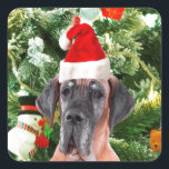 Sticker Carré Great Dane w Christmas Tree Cadeaux Boîtes de Noël<br><div class="desc">Un mignon chien de la Grande Danse portant le chapeau rouge du Père Noël et posant devant l'arbre de Noël joliment décoré,  avec des boîtes cadeaux bonhomme de neige,  ours en peluche,  ornements de Noël. Un cadeau parfait pour ce Noël !</div>