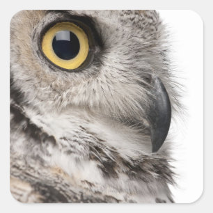 Sticker Carré Great Horned Owl