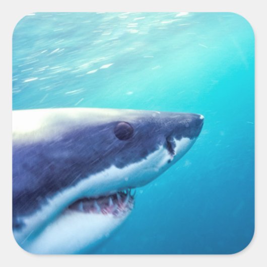 Sticker Carré Great White Shark | Afrique du Sud (Devant)