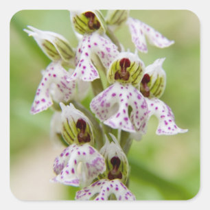 Sticker Carré Grèce, Crète. Orchidée en fleurs Orchis