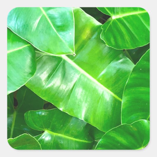 Sticker Carré Green feuille Palm Leaf feuillage tropical jungle (Devant)