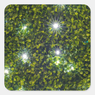 Sticker Carré Green Privet Hedge avec Starlight
