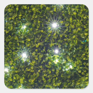 Sticker Carré Green Privet Hedge avec Starlight