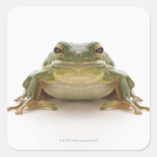 Sticker Carré Green tree frog (Hylidae cinerea) (Devant)