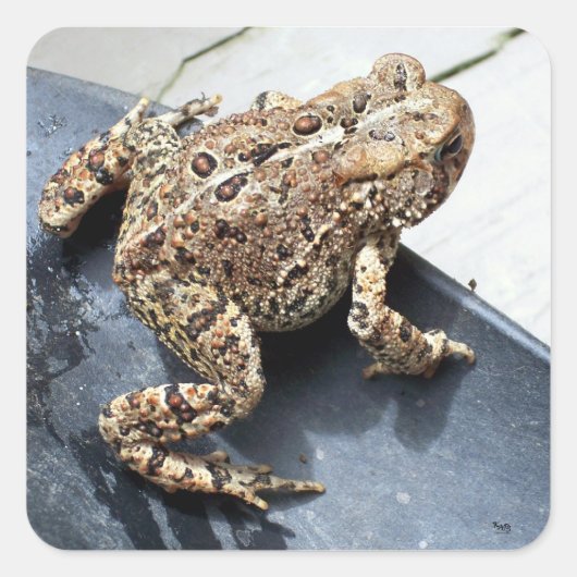 Sticker Carré Grenouille (Devant)