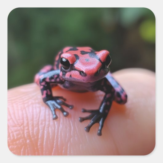 Sticker Carré Grenouille (Devant)