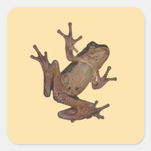 Sticker Carré grenouille