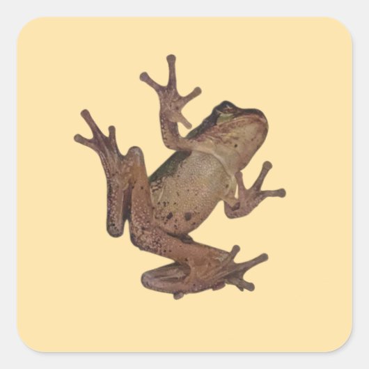 Sticker Carré grenouille (Devant)