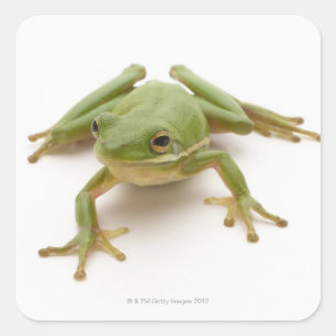 Sticker Carré Grenouille à arbre vert