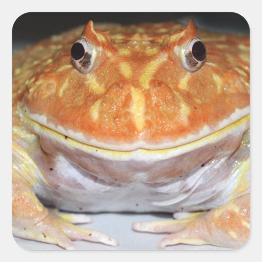 Sticker Carré Grenouille à cornes argentine (Devant)