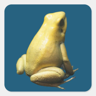 Sticker Carré Grenouille à poison dorée