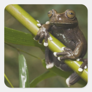 Sticker Carré Grenouille arboricole captive de Tapichalaca Hylos