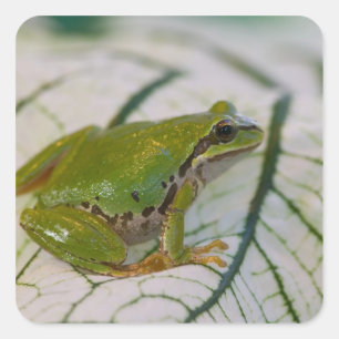 Sticker Carré Grenouille arboricole du Pacifique sur des fleurs