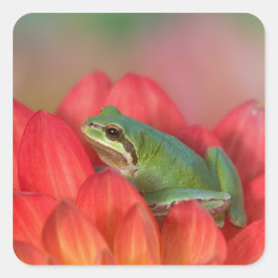 Sticker Carré Grenouille arboricole du Pacifique sur des fleurs