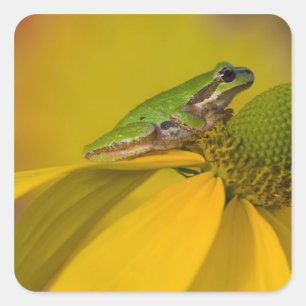 Sticker Carré Grenouille arboricole du Pacifique sur des fleurs