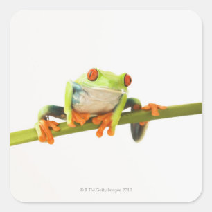 Sticker Carré Grenouille arboricole sur la tige
