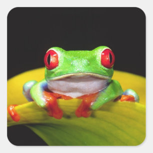 Sticker Carré Grenouille aux yeux rouges, Agalychinis callidryas