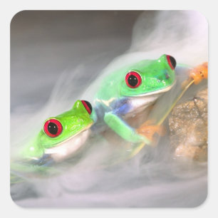 Sticker Carré Grenouille aux yeux rouges dans le brouillard, Aga