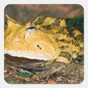 Sticker Carré Grenouille corne brésilienne, Ceratophrys cornuta,