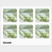 Sticker Carré Grenouille d'arbre européenne en bâton vert (Feuille)