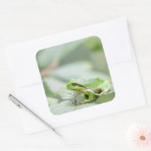 Sticker Carré Grenouille d'arbre européenne en bâton vert (Enveloppe)