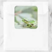 Sticker Carré Grenouille d'arbre européenne en bâton vert (Sac)