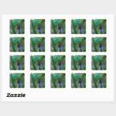 Sticker Carré Grenouille d'arbre vert sur Iris (Feuille)