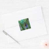 Sticker Carré Grenouille d'arbre vert sur Iris (Enveloppe)