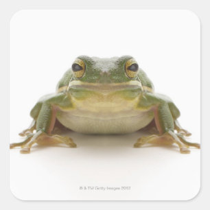 Sticker Carré Grenouille d'arbre verte (Hylidae cinerea)