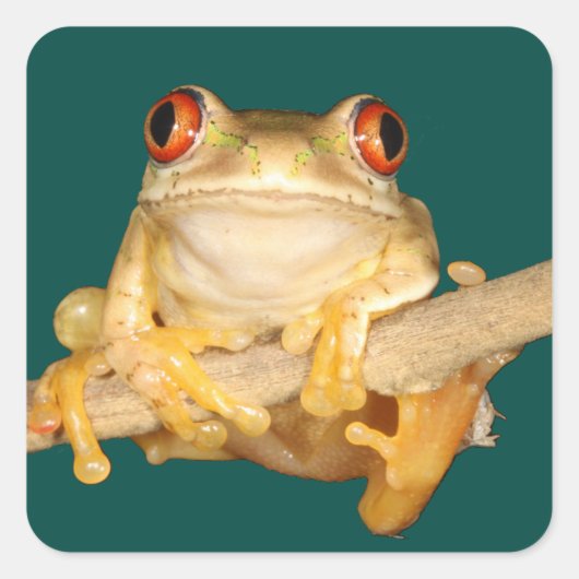 Sticker Carré Grenouille des arbres (Devant)