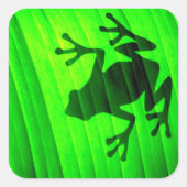 Sticker Carré Grenouille des arbres (Devant)