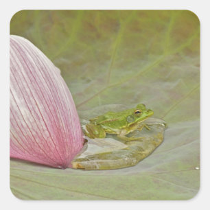Sticker Carré Grenouille et pétale de fleur de lotus, Chine,