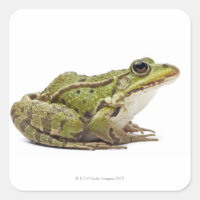 Grenouille européenne commune ou grenouille comest