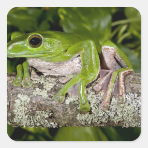 Sticker Carré Grenouille géante glissante, Polypedates dennysi s