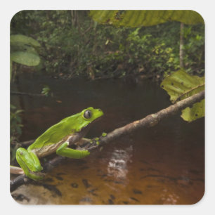 Sticker Carré Grenouille géante Phyllomedusa bicolor) 2