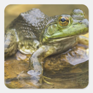 Sticker Carré Grenouille le long de la rivière Buffalo, Mile 126